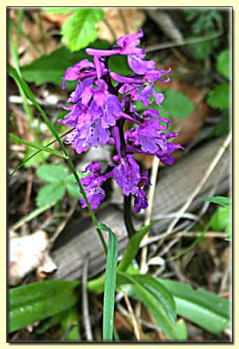    zum nächsten Bild  ... 