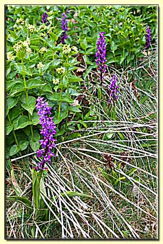    zum nächsten Bild  ... 