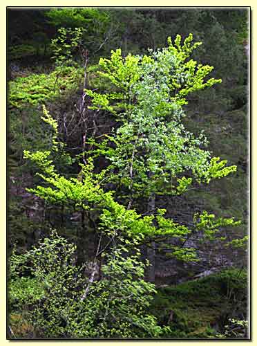    zum nächsten Bild  ... 