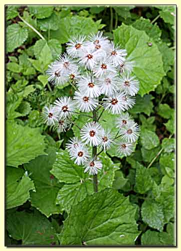    zum nächsten Bild  ... 