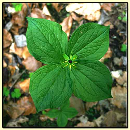    zum nächsten Bild  ... 