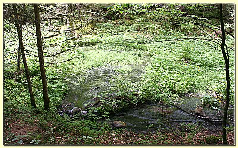    zum nächsten Bild  ... 