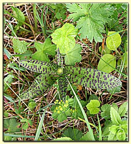    zum nächsten Bild  ... 