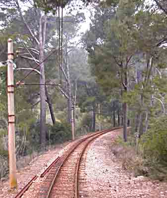      lichter Föhrenwald  ....   
