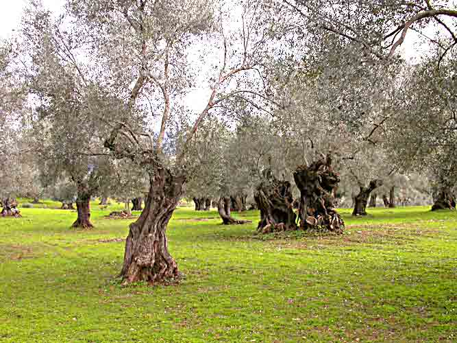     Olivenbäume soweit das Auge reicht     ...