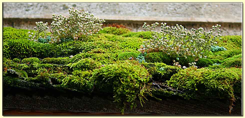     zum n&auml;chsten Bild   ....   