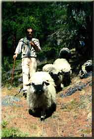    Alpabzug   -  Wollebündel unterwegs   ...  