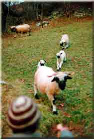     chummm de scho    '''   